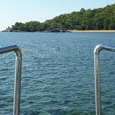 Dolphin & 4*